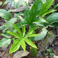 Lasia spinosa (L.) Thwaites